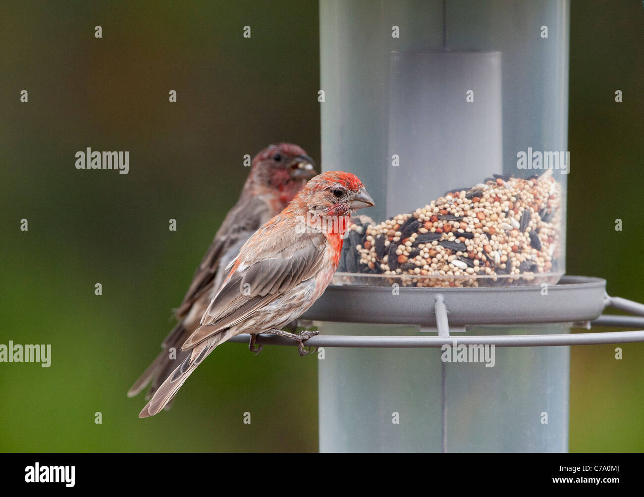 Molting House Finch at Seed Feeder Stock Photo Alamy