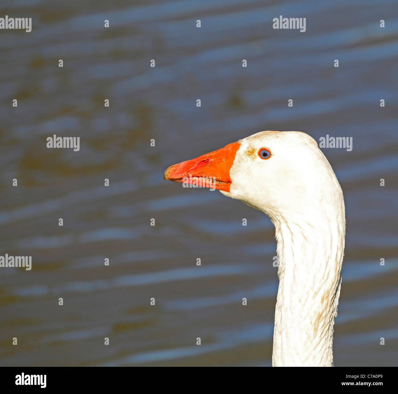 My Image 22