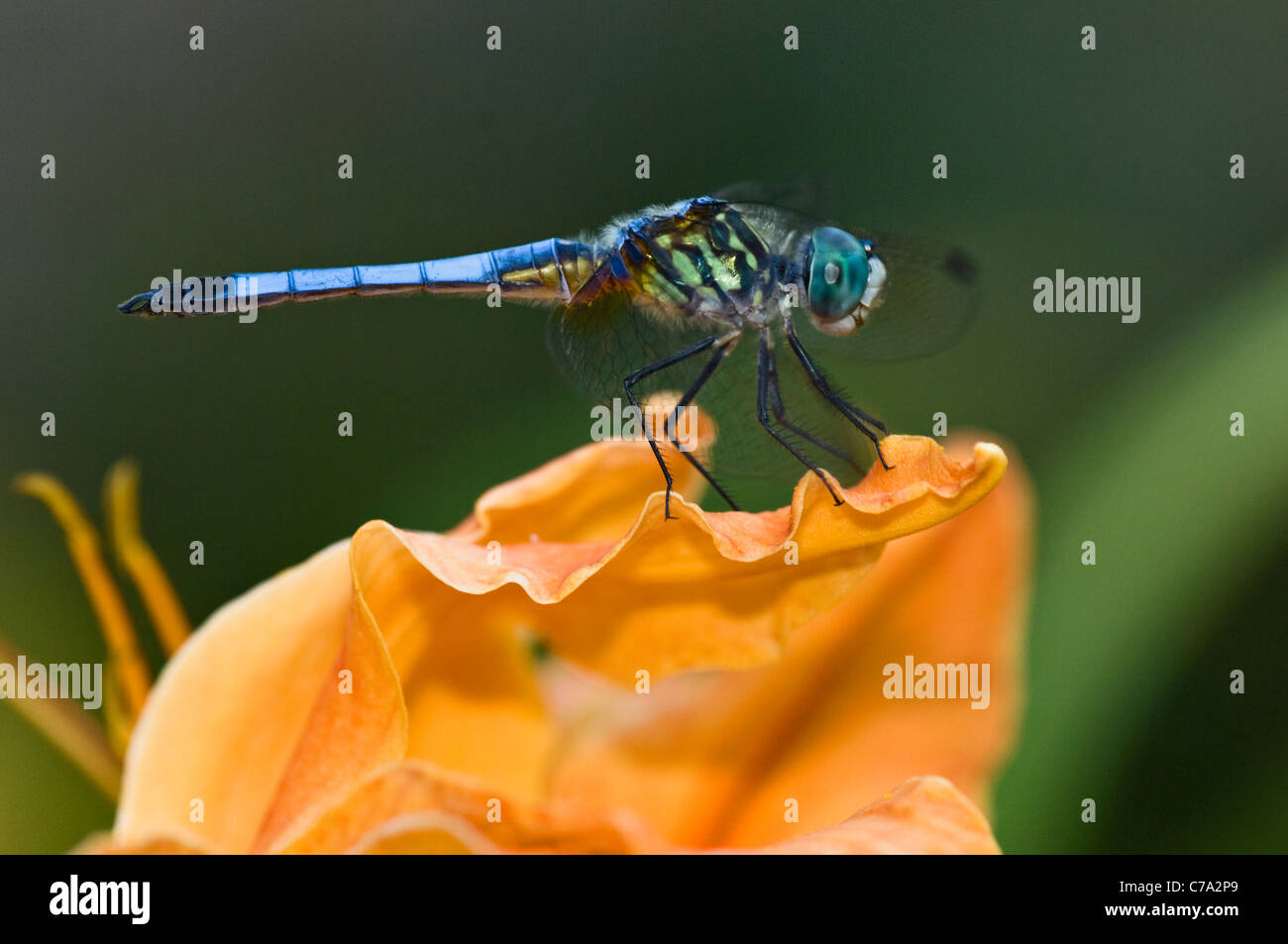 Blue Dasher Dragonfly Resting on Day Lilly near Pond in Floyd County ...