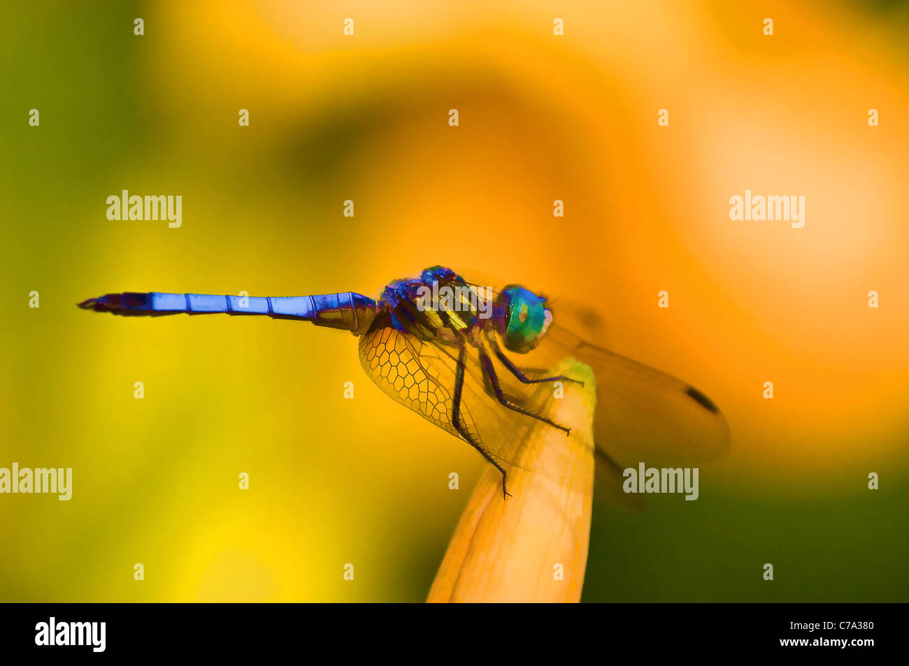 Painting Effect of Blue Dasher Dragonfly Resting on Day Lilly near Pond in Floyd County, Indiana Stock Photo