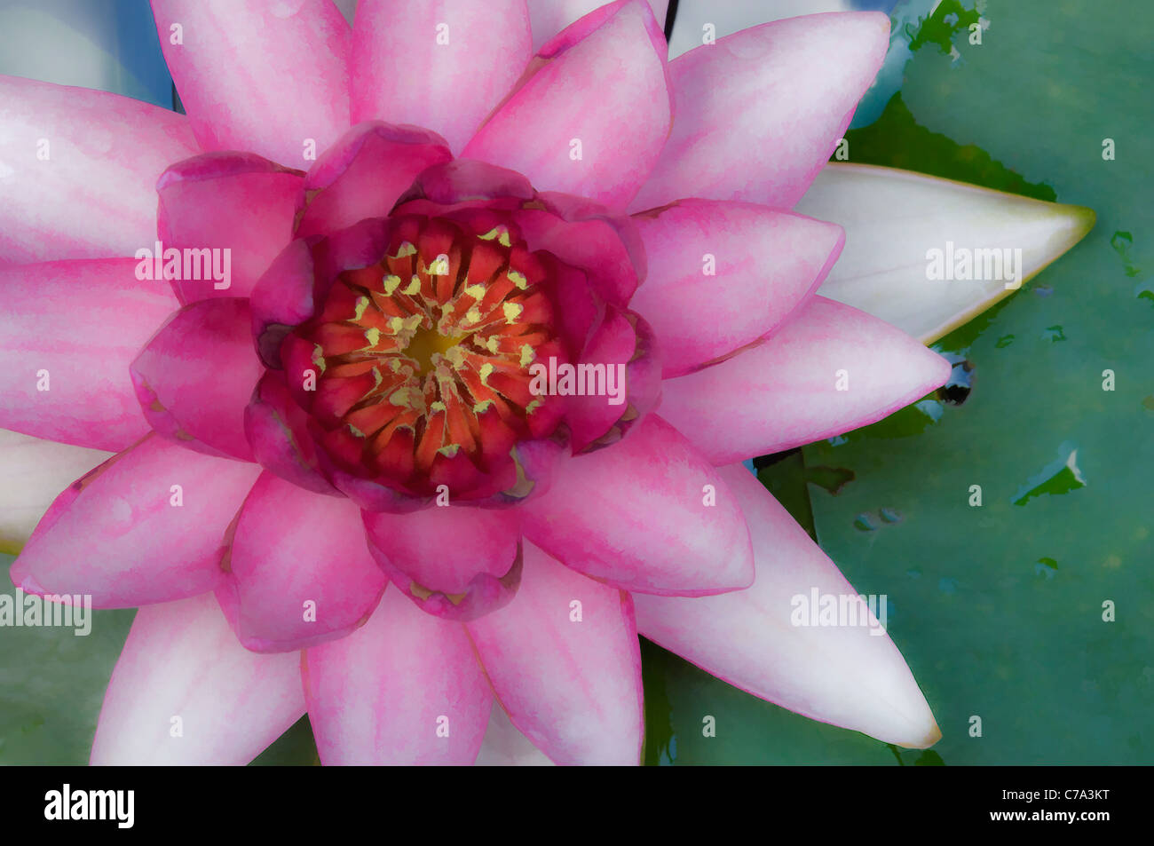 Watercolor Effect on Detail of Pink Water Lilly in Bloom Stock Photo