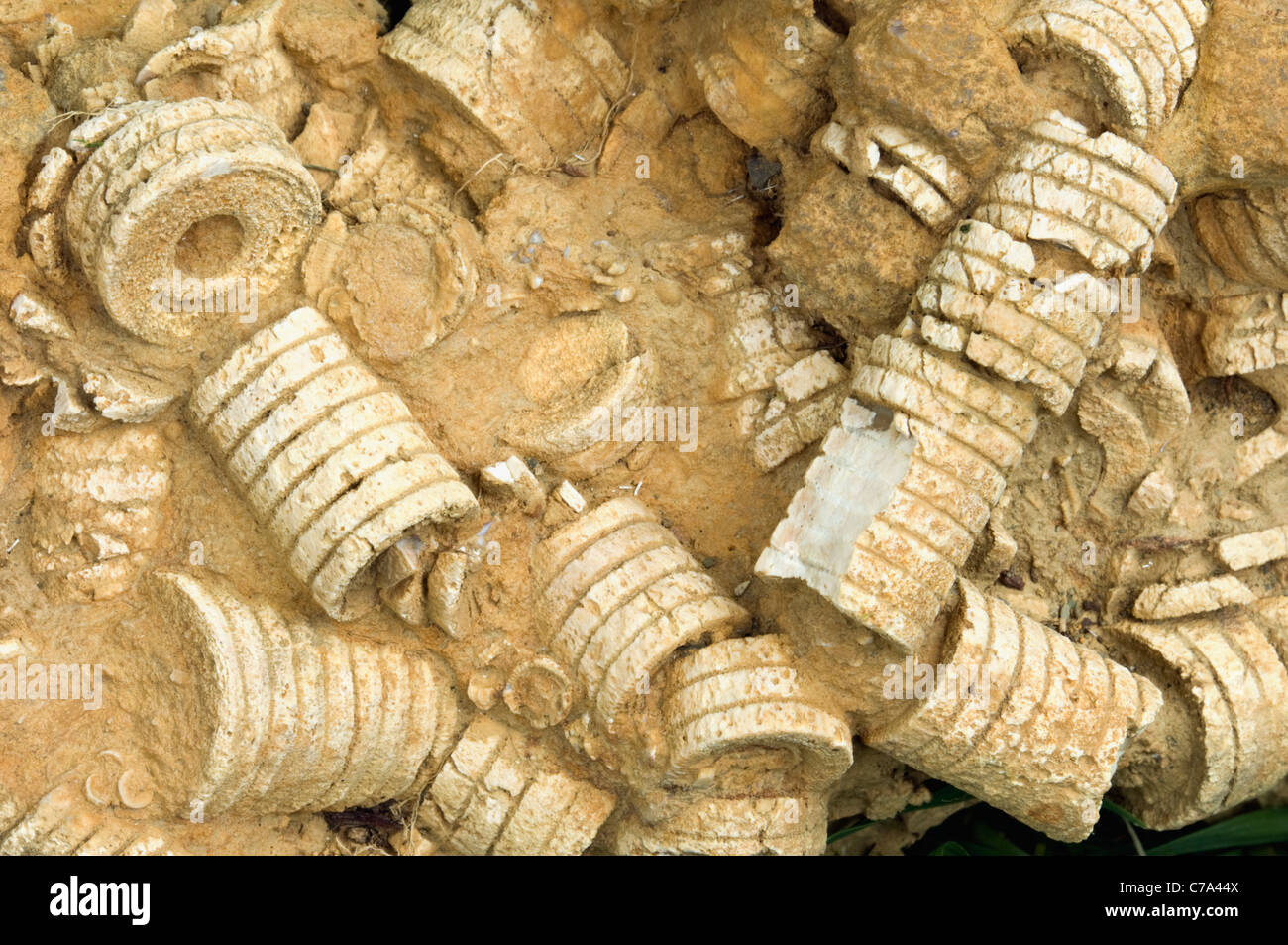 Crinoid Fossil Formations in Limstone Rock on the Shore of Lake