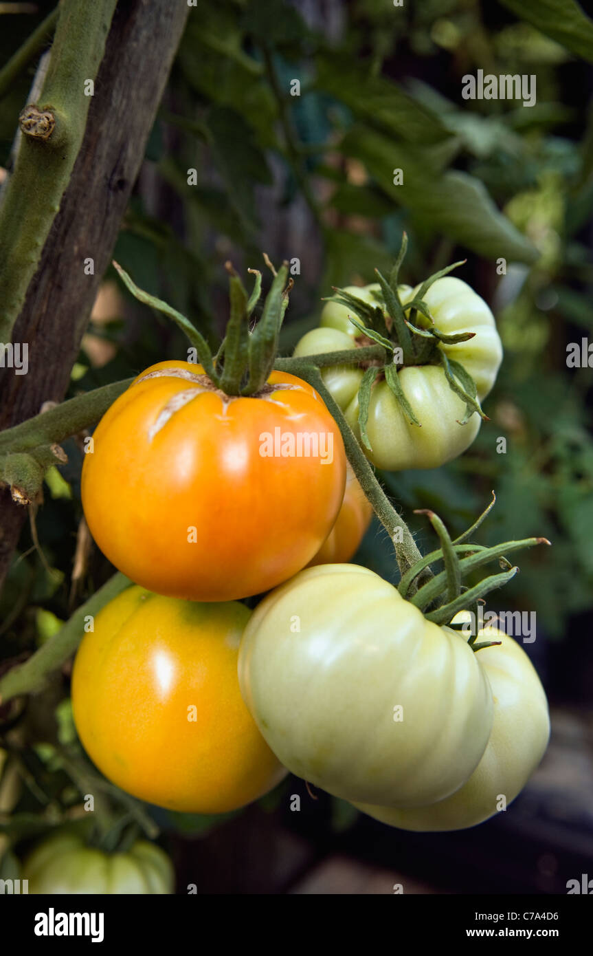 Old German Heirloom Tomato Growing on Vine in Indiana Stock Photo Alamy