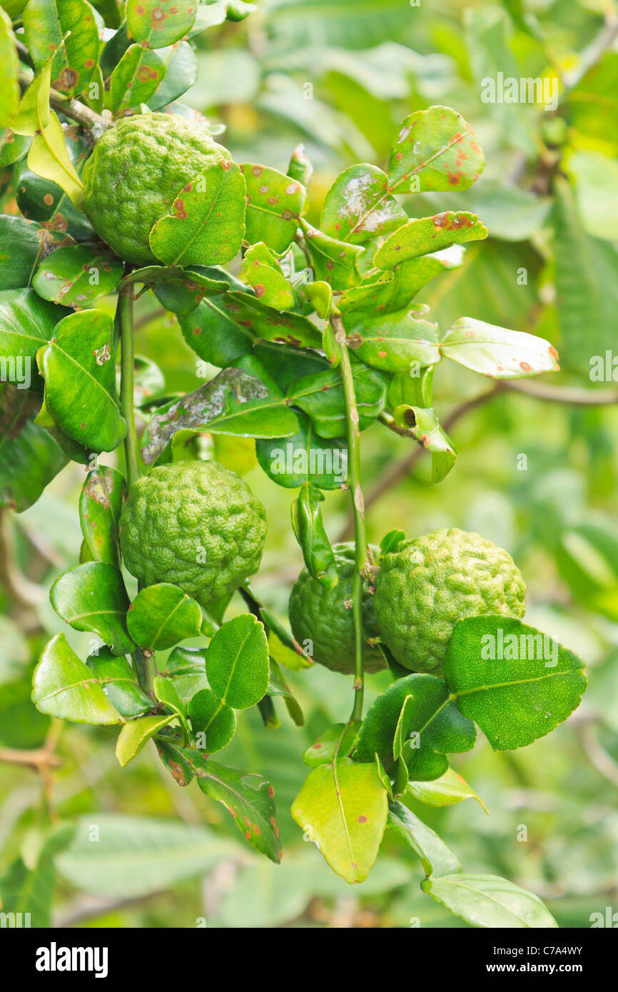 Kaffir Lime fruits growing on tree. These are a feature of Thai cooking