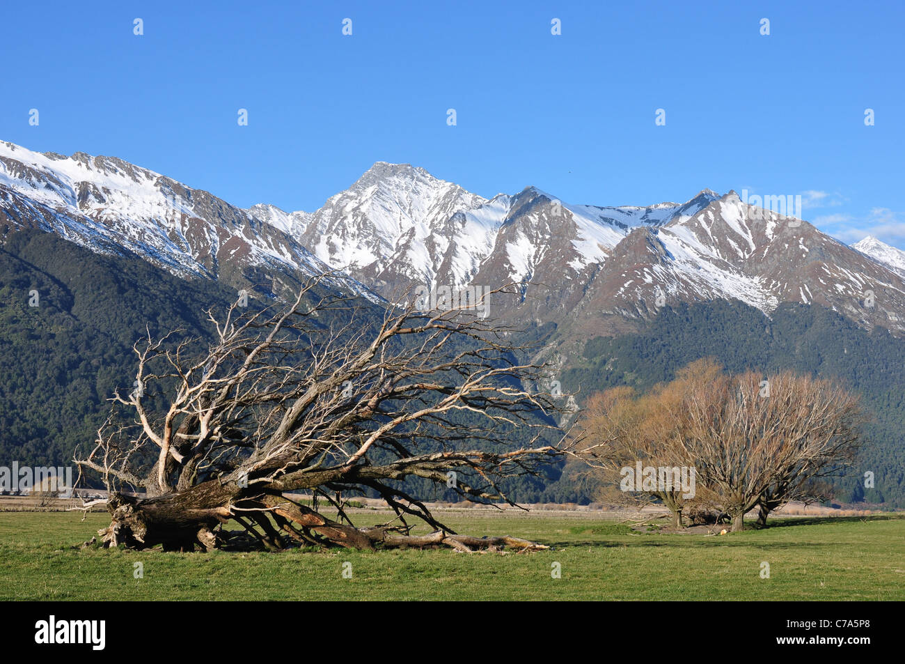 Mount Aspiring road vistas at the sheep station head quarters incorporating grassed fields and trees against an alpine backdrop. Stock Photo