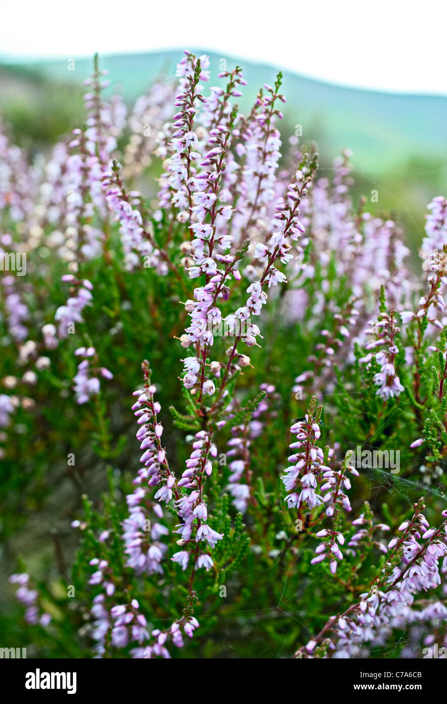 Close-up of Common Heather (calluna vulgaris) in central Scotland Stock Photo