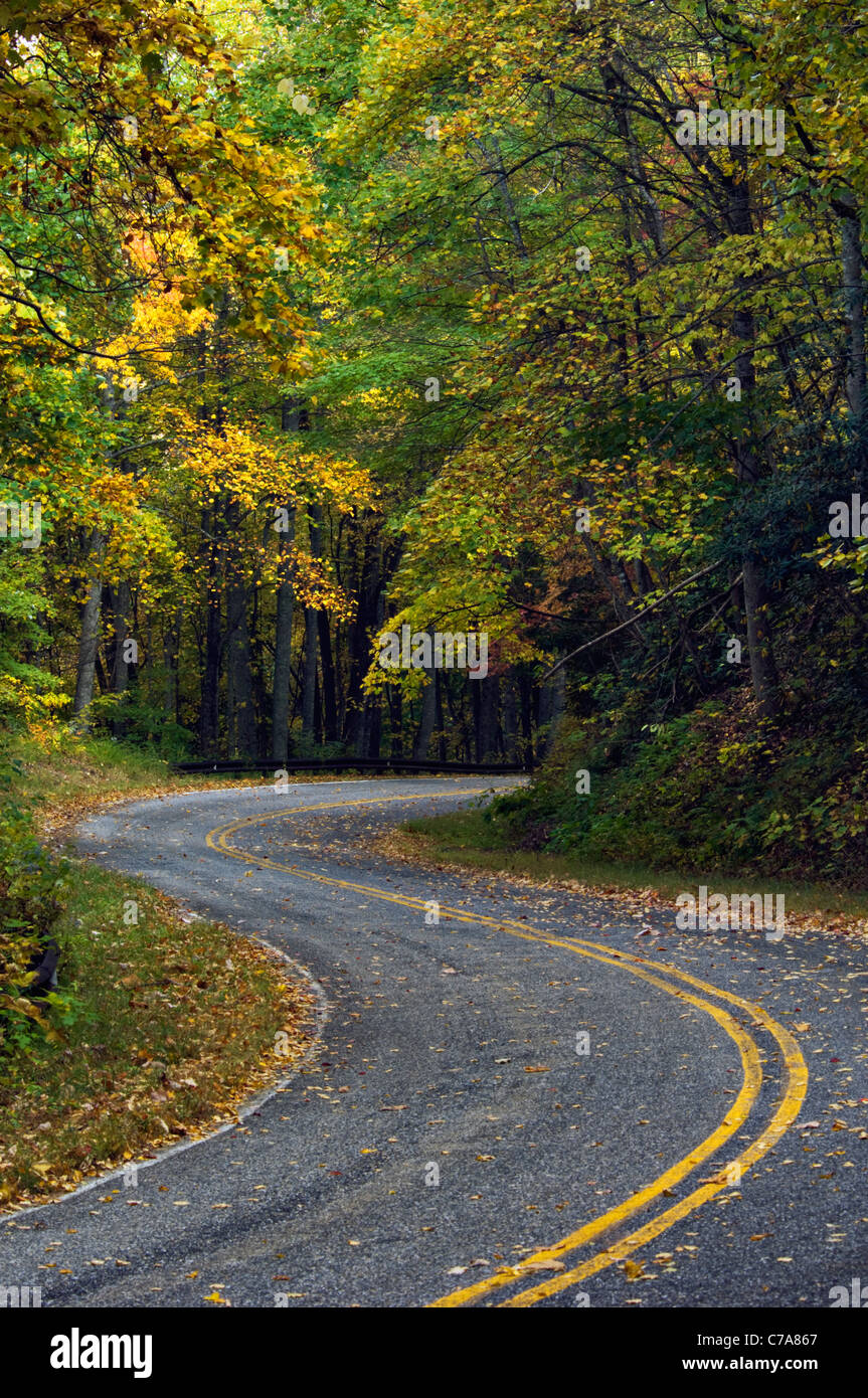 Road through Joyce Kilmer Memorial Forest in the Nantahala National