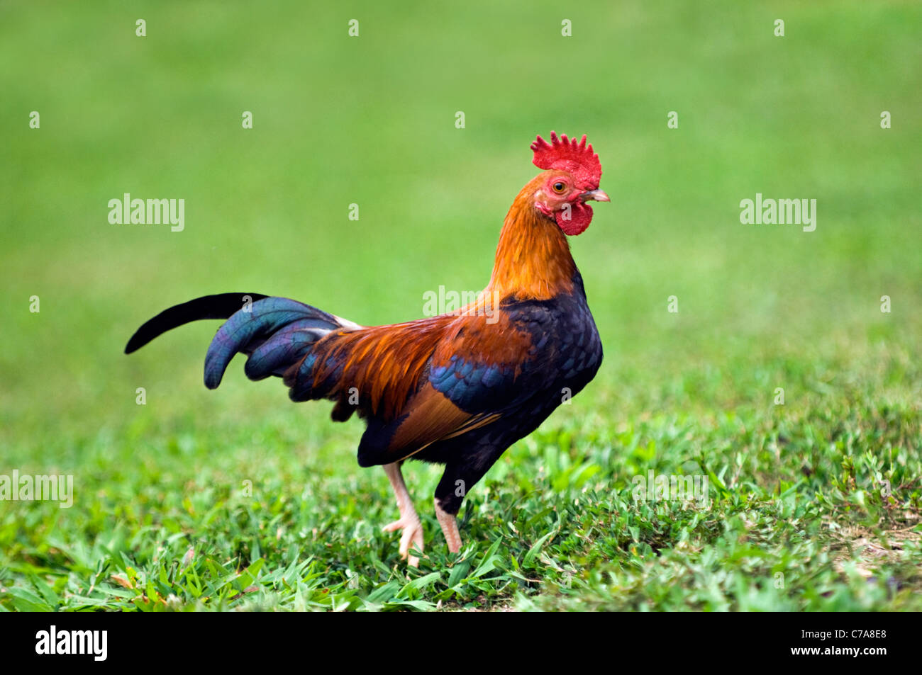 Bantam Rooster Stock Photo - Alamy