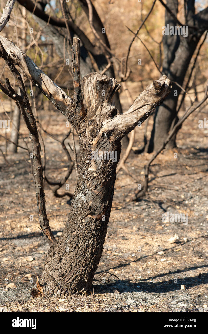 The aftermath of a devastating fire in a pine forest Stock Photo - Alamy