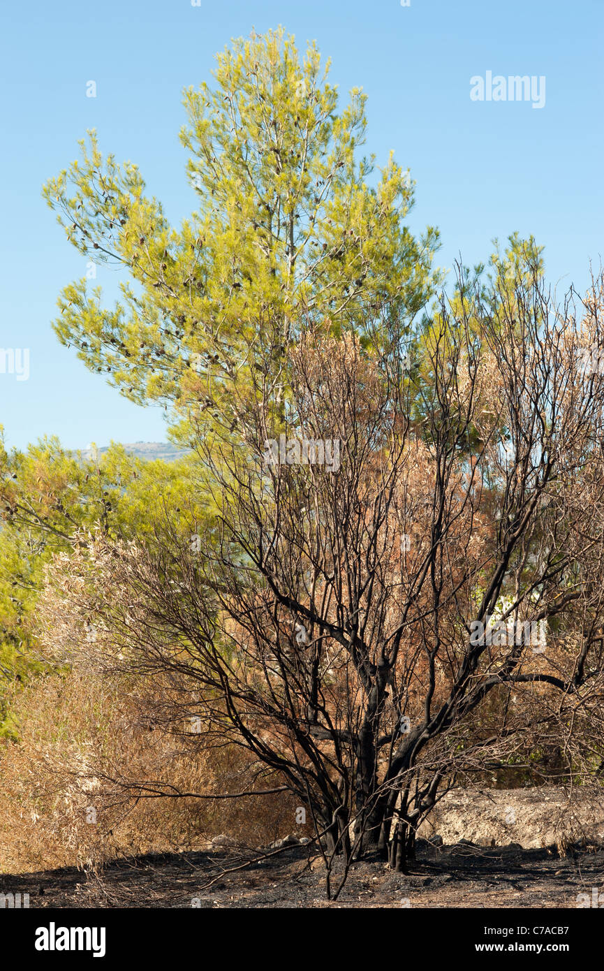 The aftermath of a devastating fire in a pine forest Stock Photo - Alamy