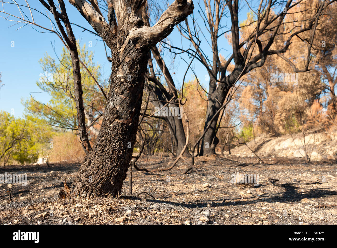 The aftermath of a devastating fire in a pine forest Stock Photo - Alamy