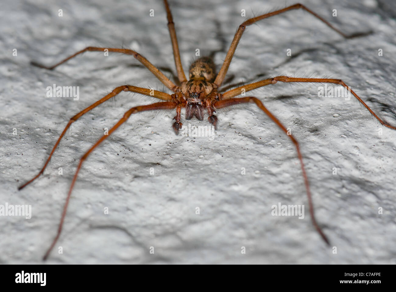 Giant house spider, also known as Tegenaria duellica Stock Photo