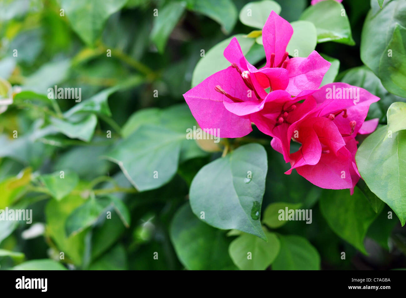 Bougainvillea Flowers Stock Photo