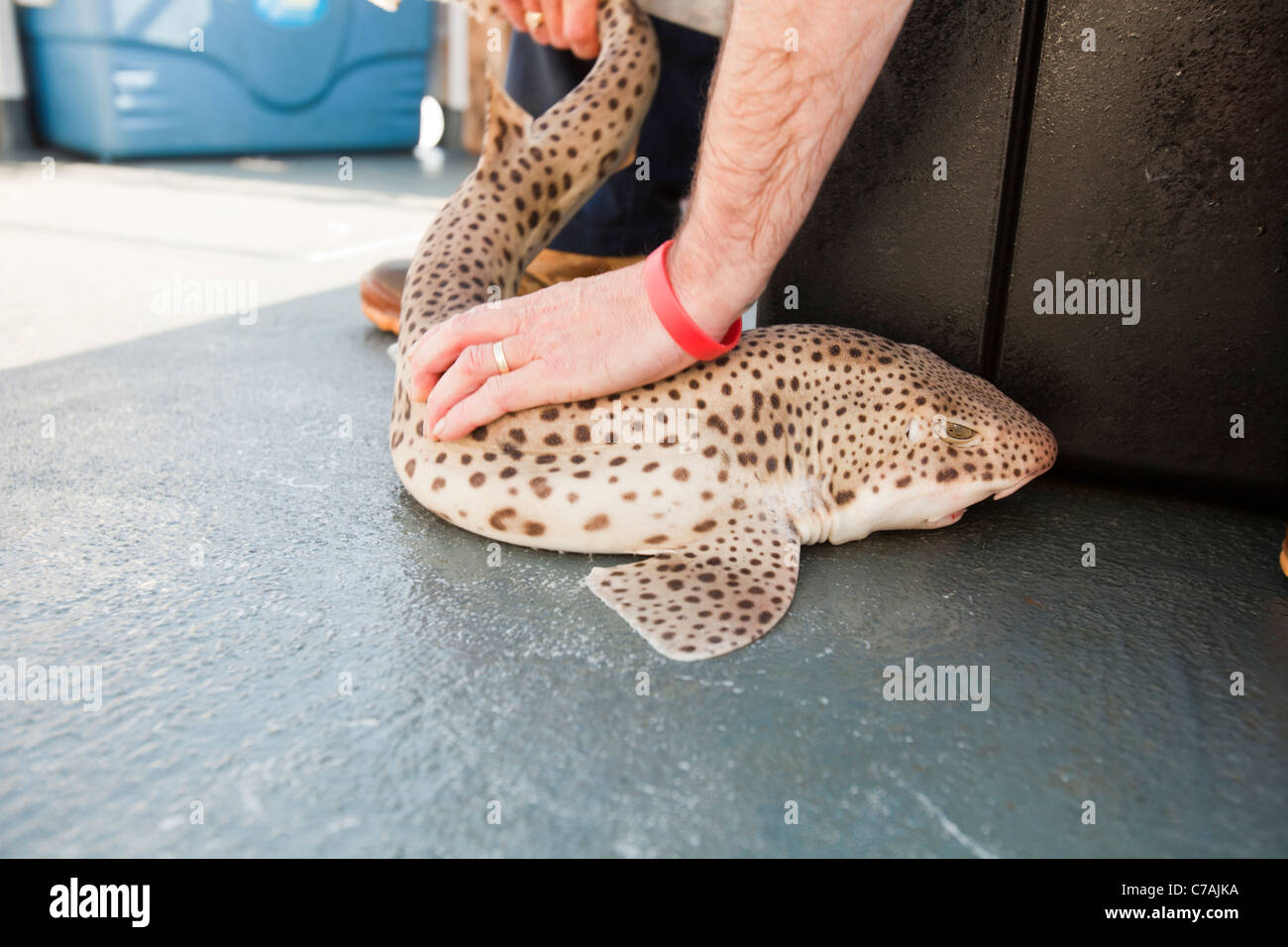 How Do Dogs Catch Fish