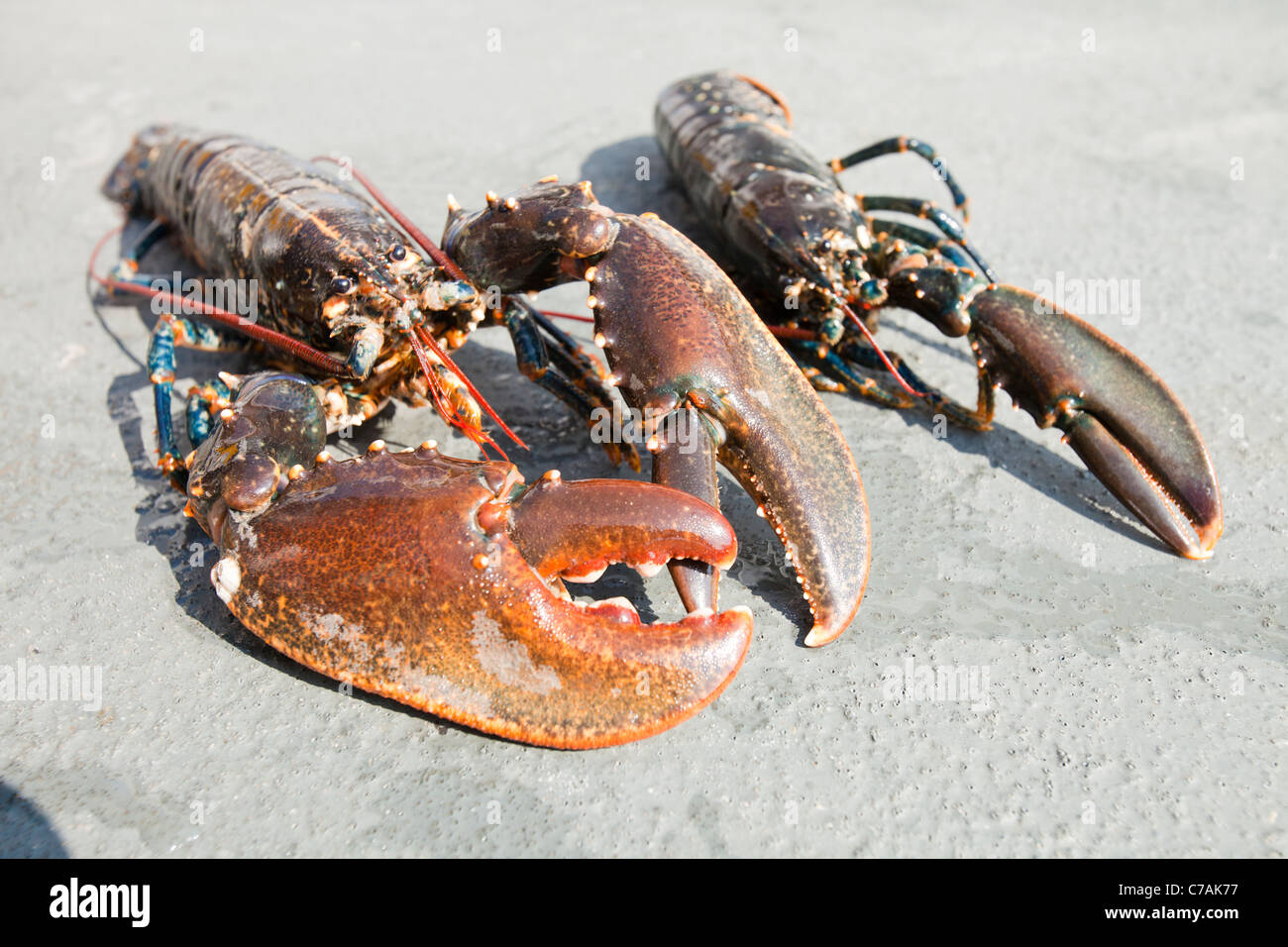 Irish lobsters hires stock photography and images Alamy