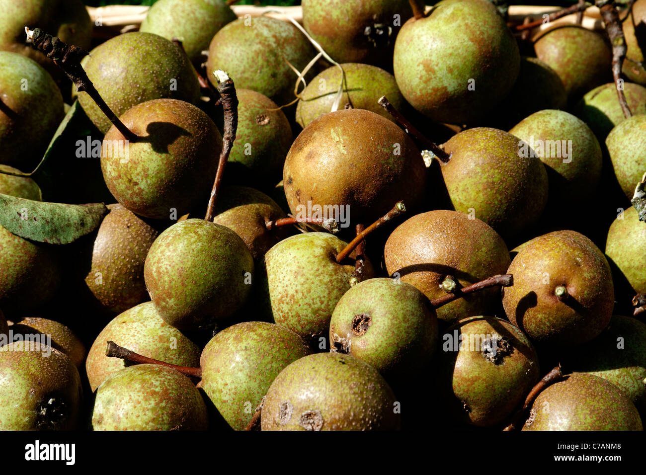 Harvest of perry pears (Pyrus sp), pears for the manufacture of beverages: perry. Stock Photo