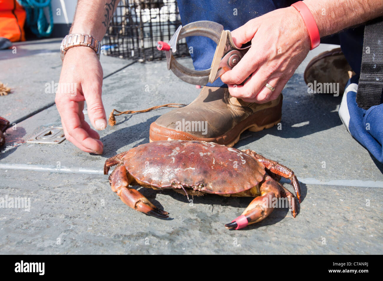 A fisherman uses elastic bands to clamp the claws of edible crabs Stock