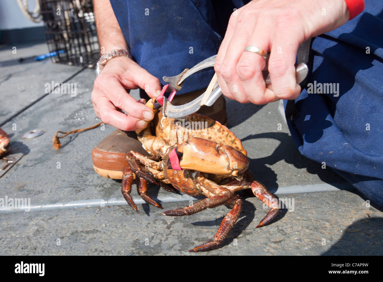 A fisherman uses elastic bands to clamp the claws of edible crabs Stock