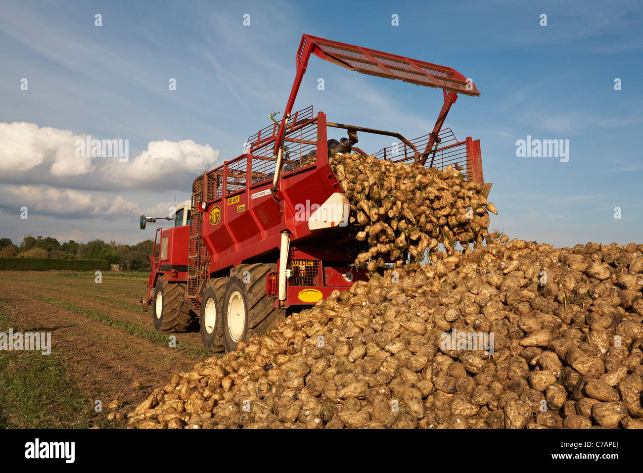 Sugar Beet Beta Vulgaris Crop Harvesting North Essex England Stock Photo