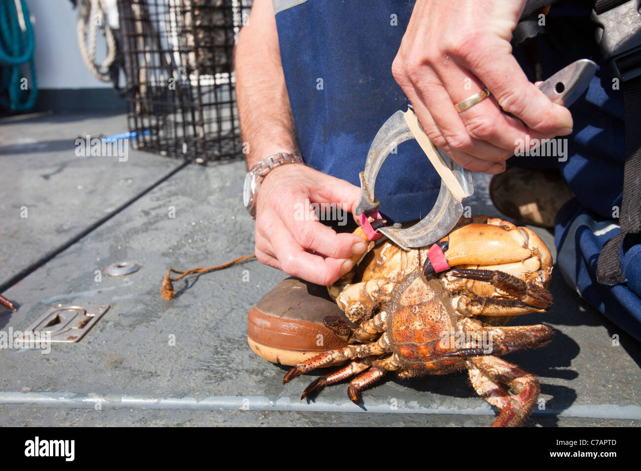 A fisherman uses elastic bands to clamp the claws of edible crabs Stock