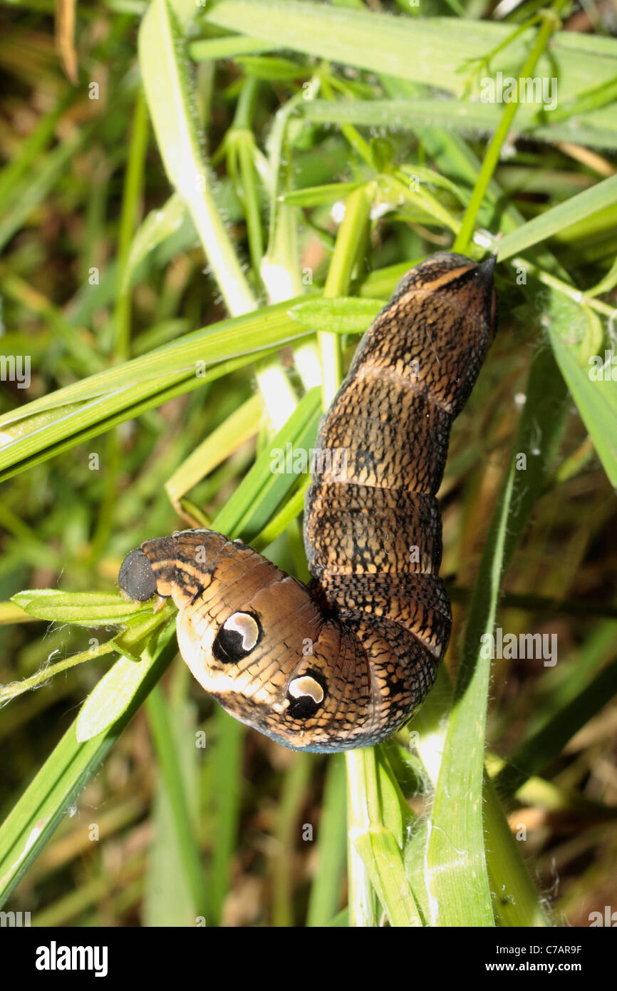 Caterpillar of the Elephant Hawk Moth (Deilephila elpenor Stock Photo ...