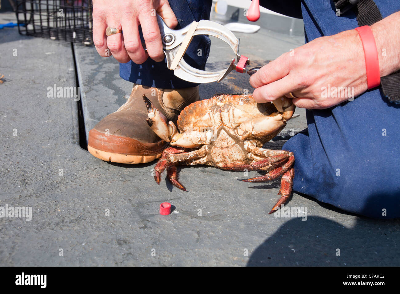 A fisherman uses elastic bands to clamp the claws of edible crabs Stock