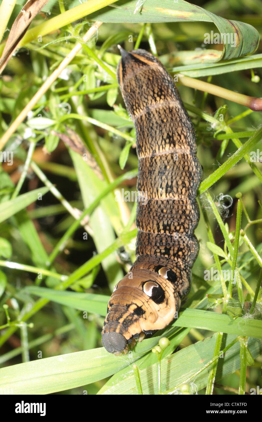 Caterpillar of the Elephant Hawk Moth (Deilephila elpenor Stock Photo