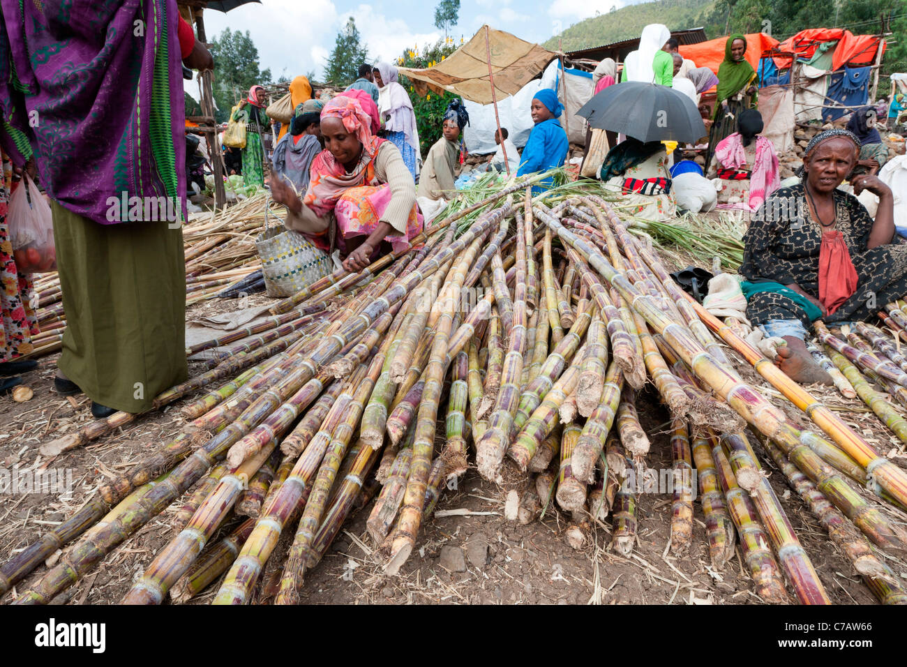 SugarCane for sale at Sulula market near Dessie in Northern Ethiopia