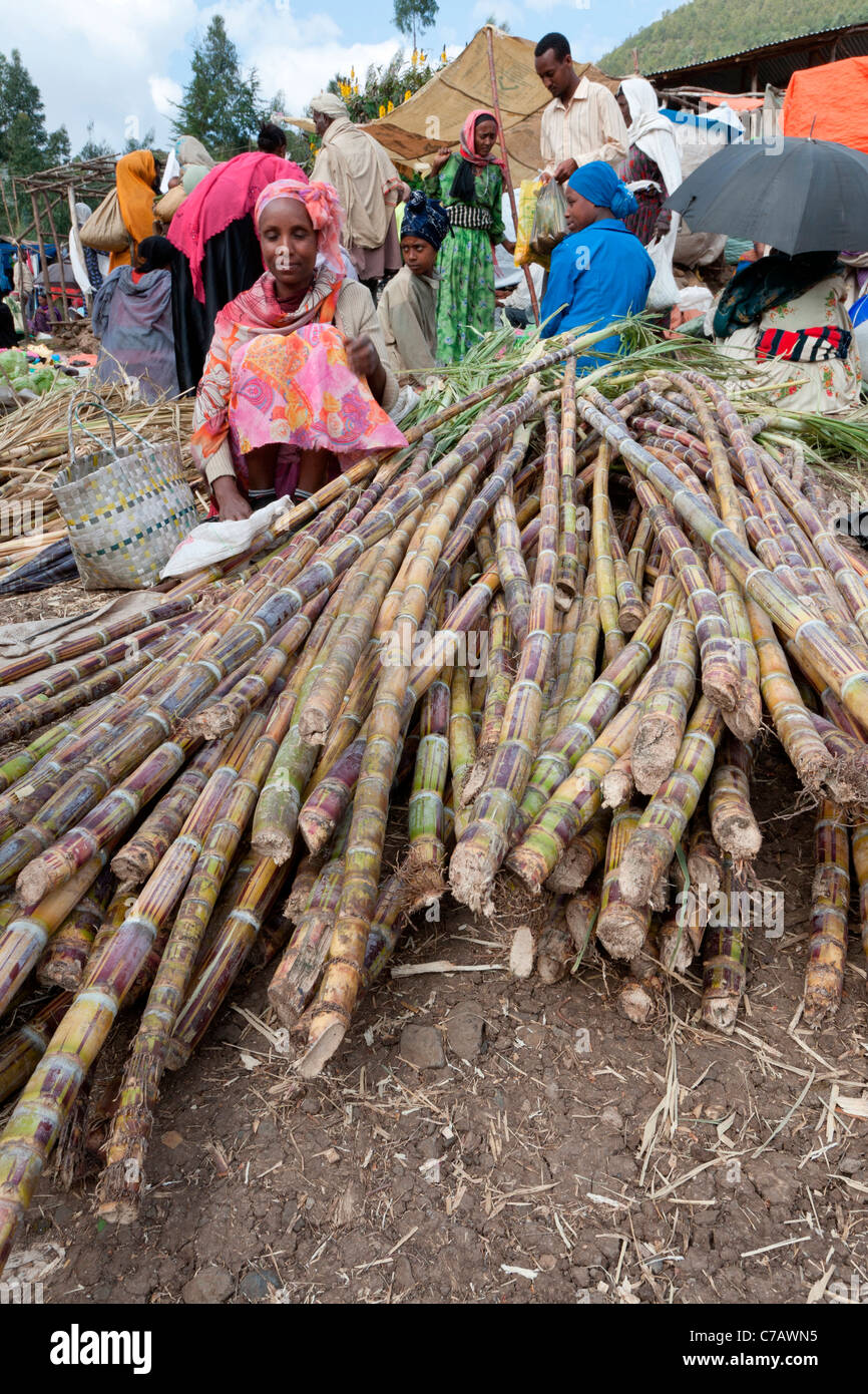 SugarCane for sale at Sulula market near Dessie in Northern Ethiopia