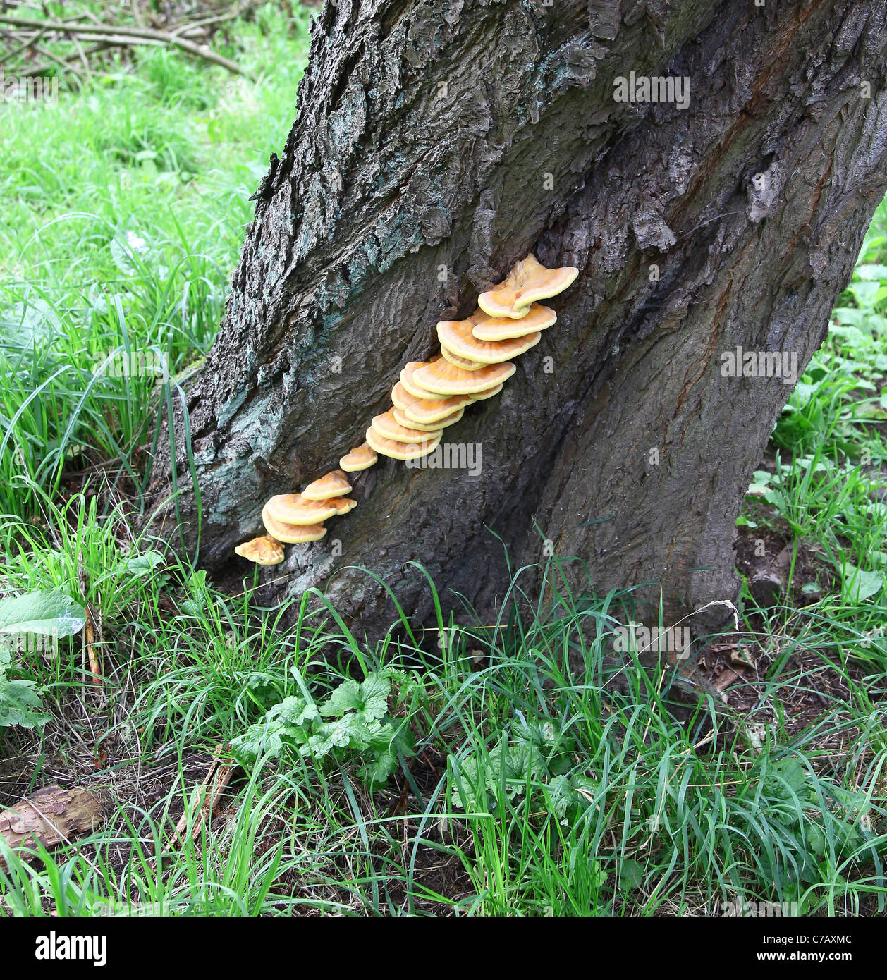 Bracket Fungus or fungi growing up the side of a tree, England, UK Stock Photo