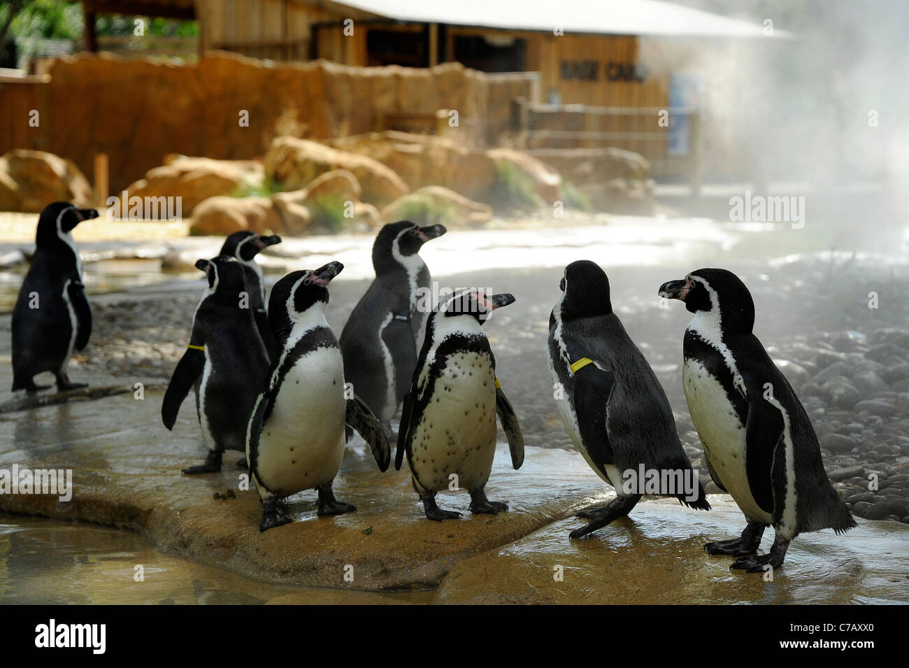 Penguin at home in Penguin Beach, London Zoo Stock Photo - Alamy