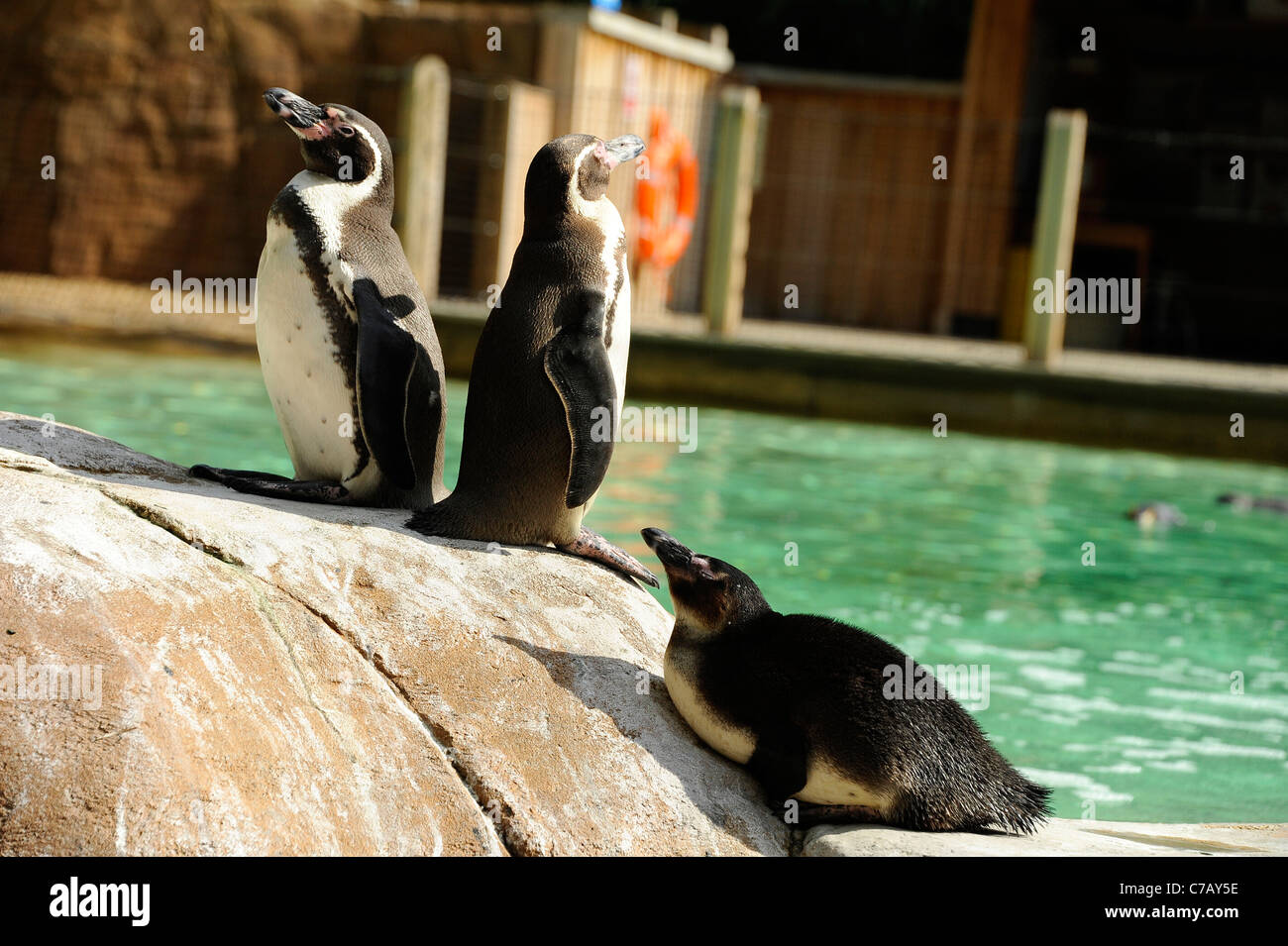 Penguins at home in Penguin Beach, London Zoo Stock Photo - Alamy