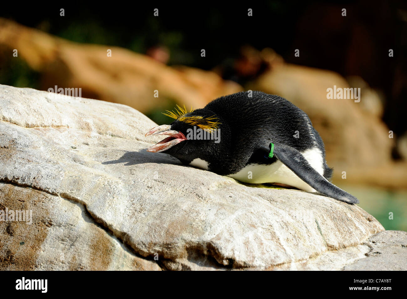 Penguin at home in Penguin Beach, London Zoo Stock Photo - Alamy