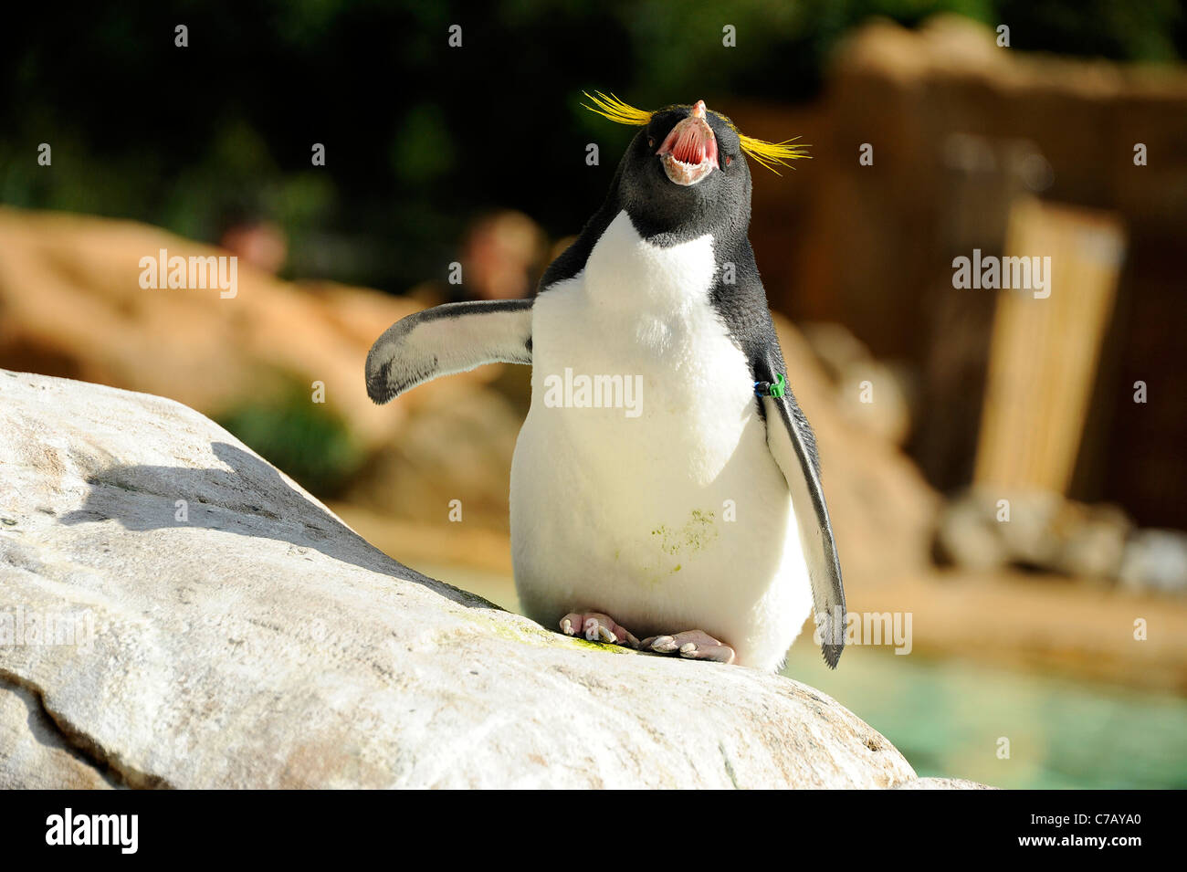 Penguin at home in Penguin Beach, London Zoo Stock Photo - Alamy