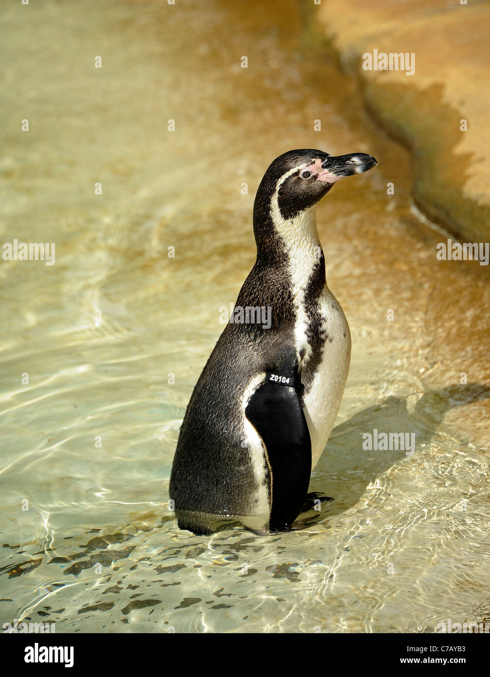 Penguin at home in Penguin Beach, London Zoo Stock Photo - Alamy