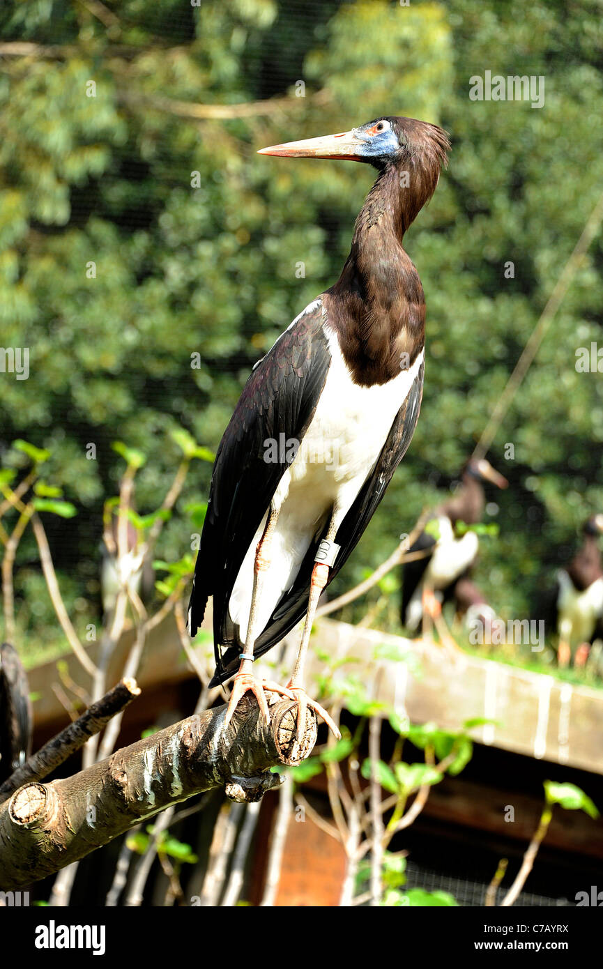 Black And White African Stork High Resolution Stock Photography And Images Alamy