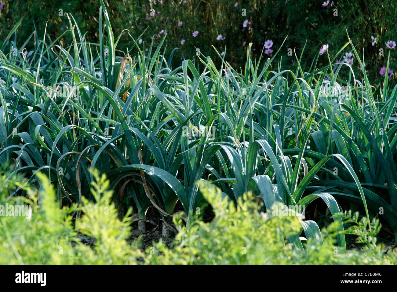 Leeks "Bleu de Solaise" (Allium porrum) growing in the vegetable garden