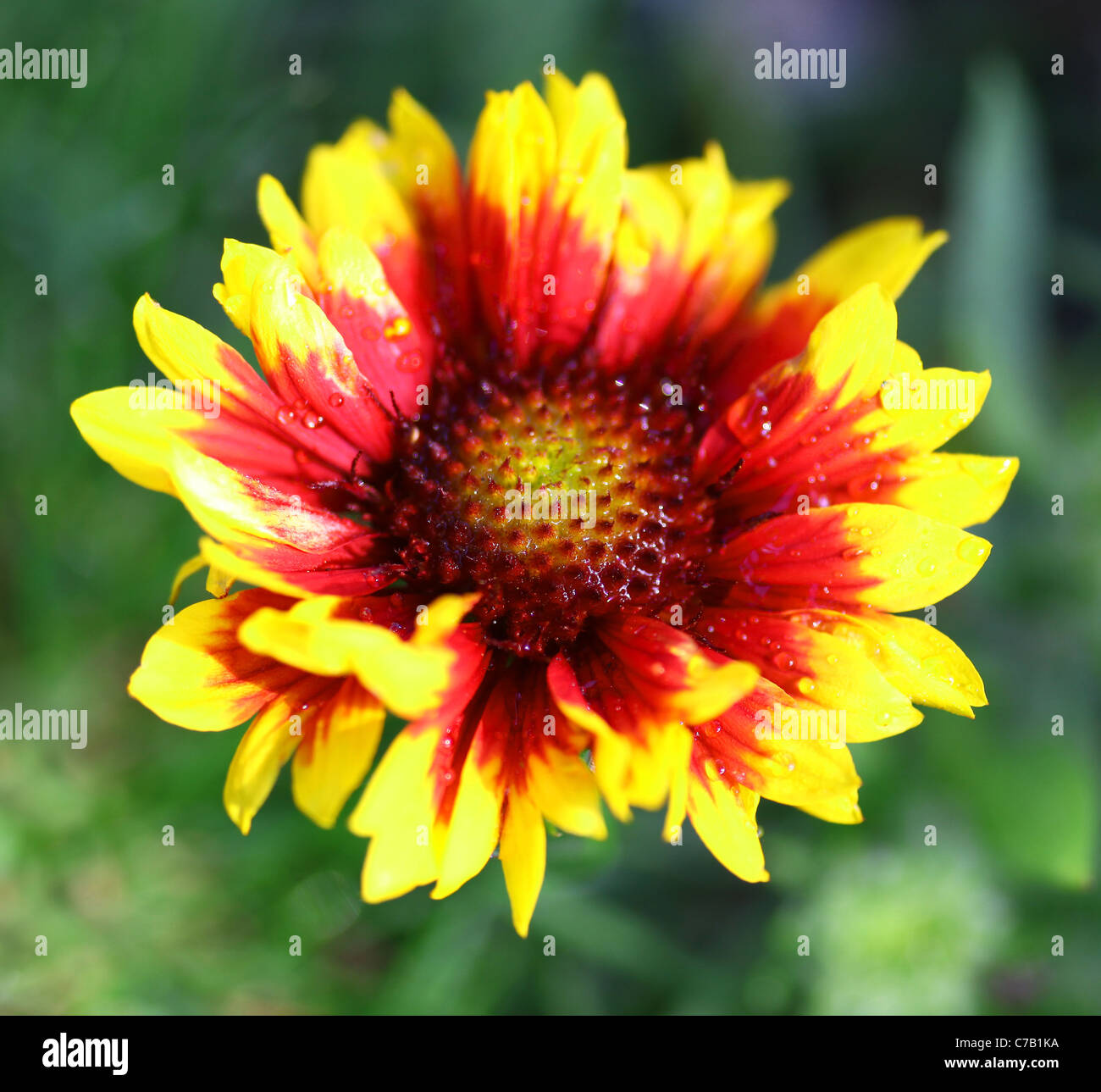A Blanket flower or Gaillardia with red and yellow petals Stock Photo