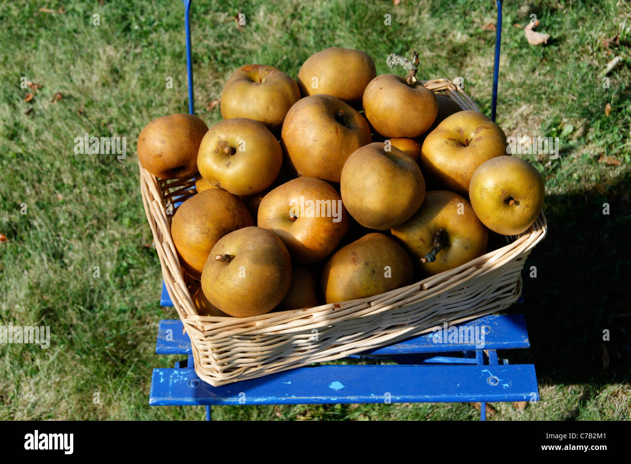 Russet apples (Reinette Grise du Canada) on tree in a garden (Suzanne 's garden, Le Pas, Mayenne, Pays de la Loire, France). Stock Photo