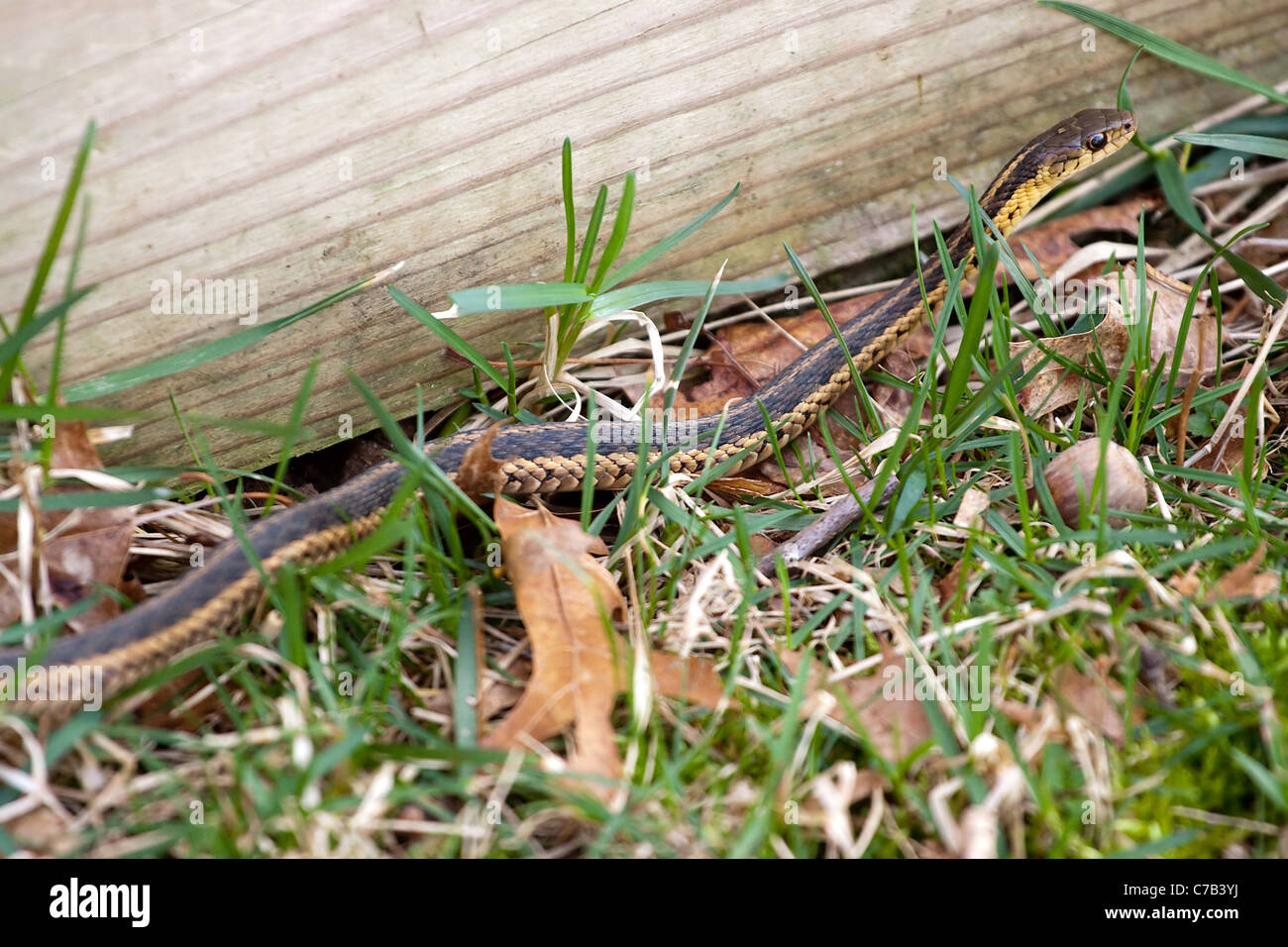 A black and yellow North American Garter snake slithering through the green grass. Shallow depth of field. Stock Photo