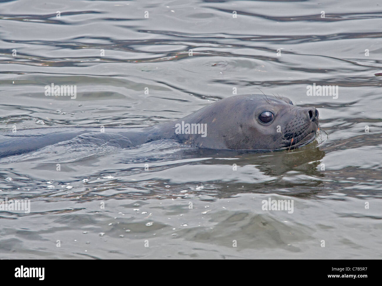 Female Southern Elephant Seal (mirounga leonina) swimming, Godthul, South Georgia Stock Photo