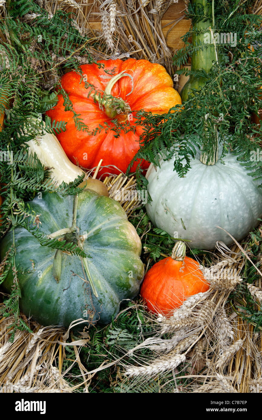 Different varieties of pumpkins (Cucurbita maxima) on display at Caligny pumpkins festival (Orne, Normandy, FR). Stock Photo