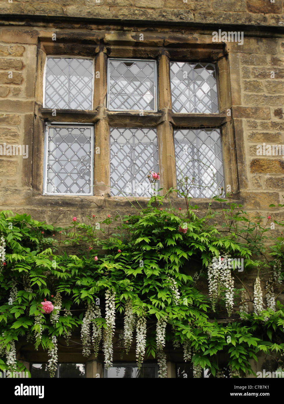 leaded window on old stone building with trailing flowers below Derbyshire Peak District England UK Stock Photo