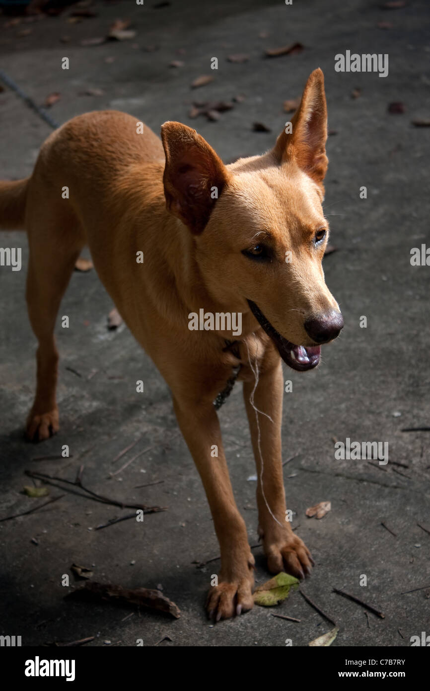 A mixed breed mutt dog with golden fur under dramatic lighting outdoors. Stock Photo