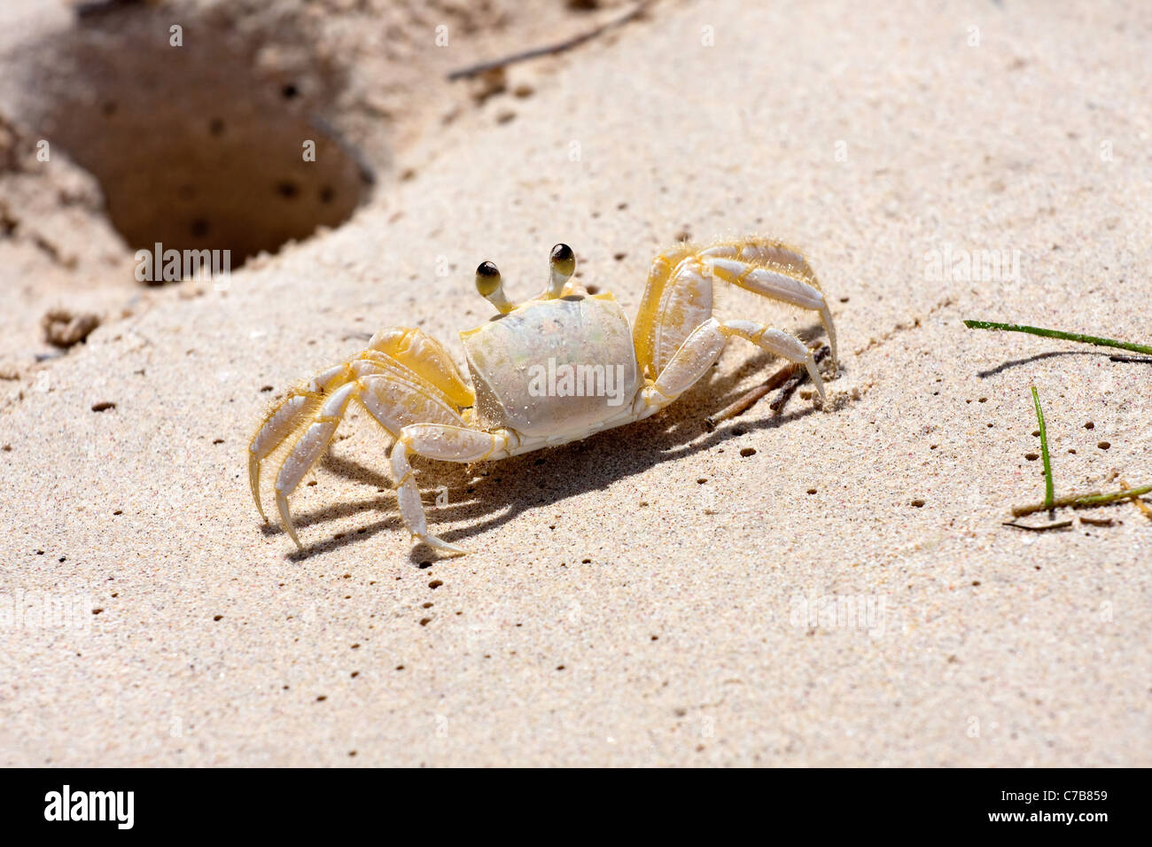 A tropical yellow Caribbean crab standing near the hole in the sand it burrows into. Stock Photo