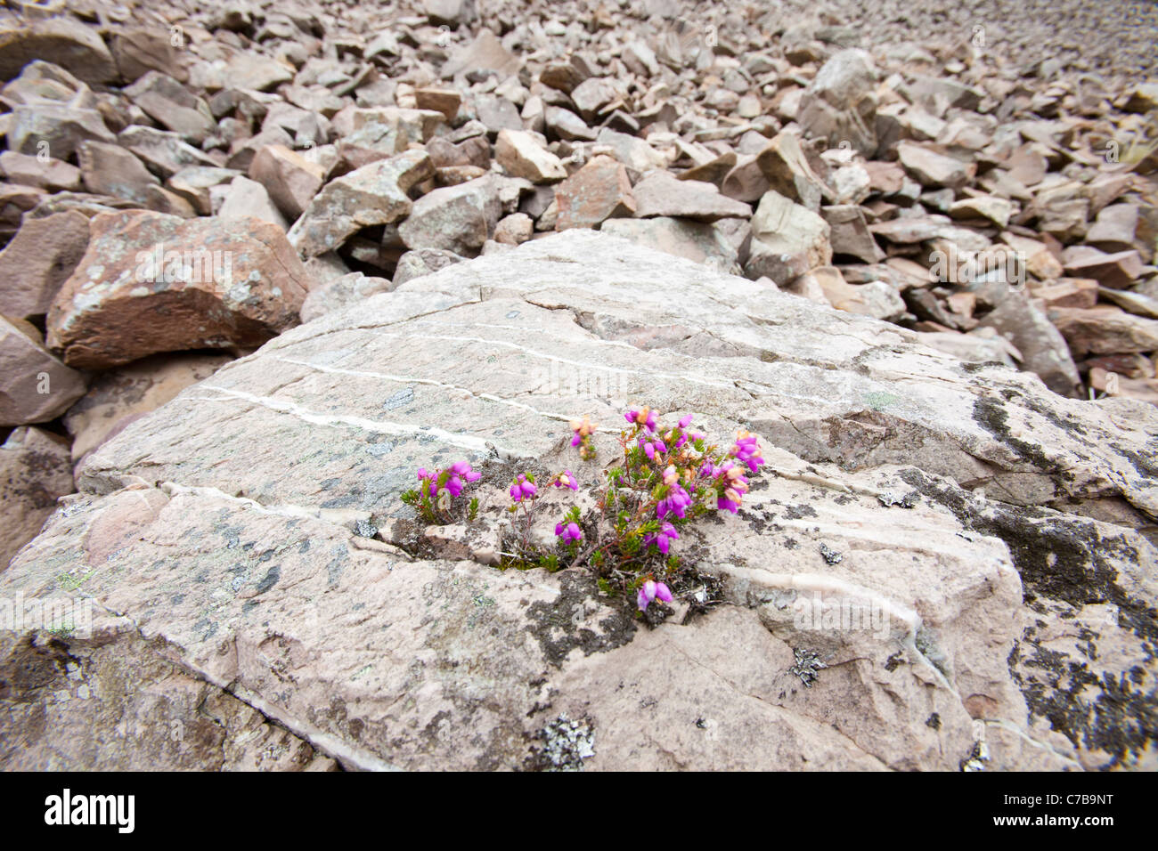 Bell Heather growing on a granite boulder on a scree slope neasr Lynmouth, Devon. Stock Photo