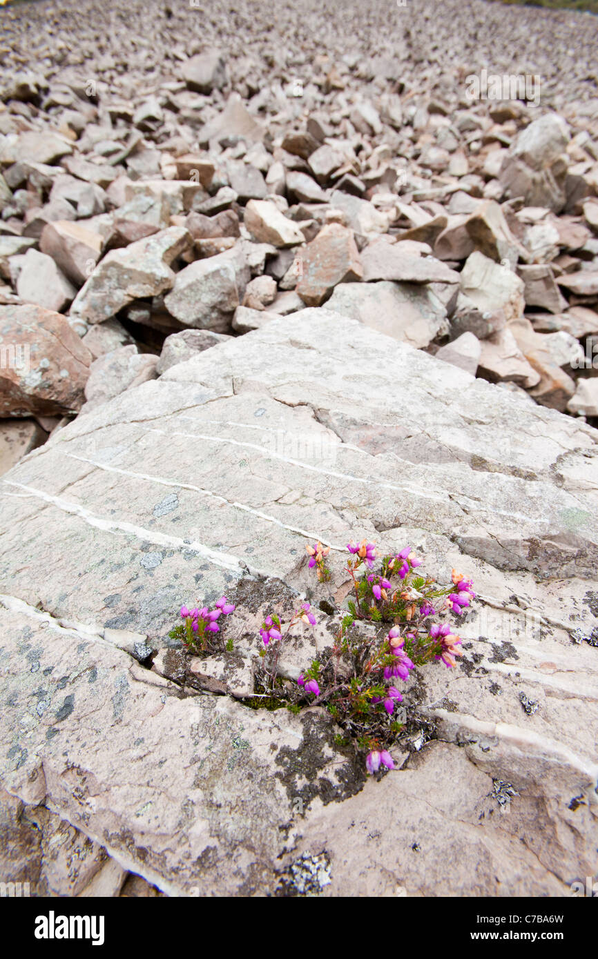 Bell Heather growing on a granite boulder on a scree slope neasr Lynmouth, Devon. Stock Photo