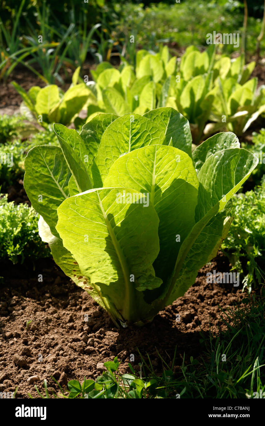 Romaine lettuce (Lactuca sativa longifolia) growing in a vegetable garden. Stock Photo