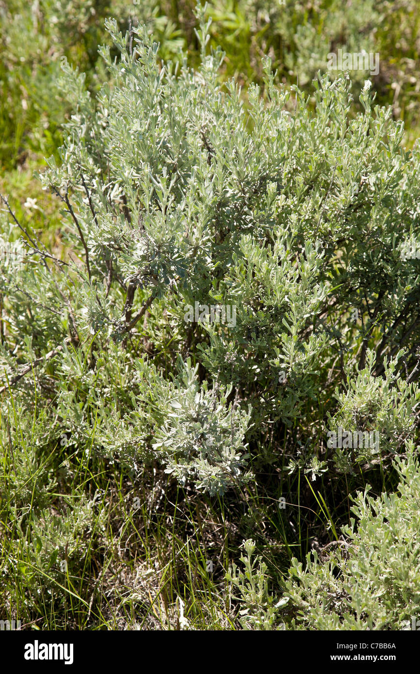 Artemisia tridentata, Sagebrush, Montana, USA Stock Photo Alamy