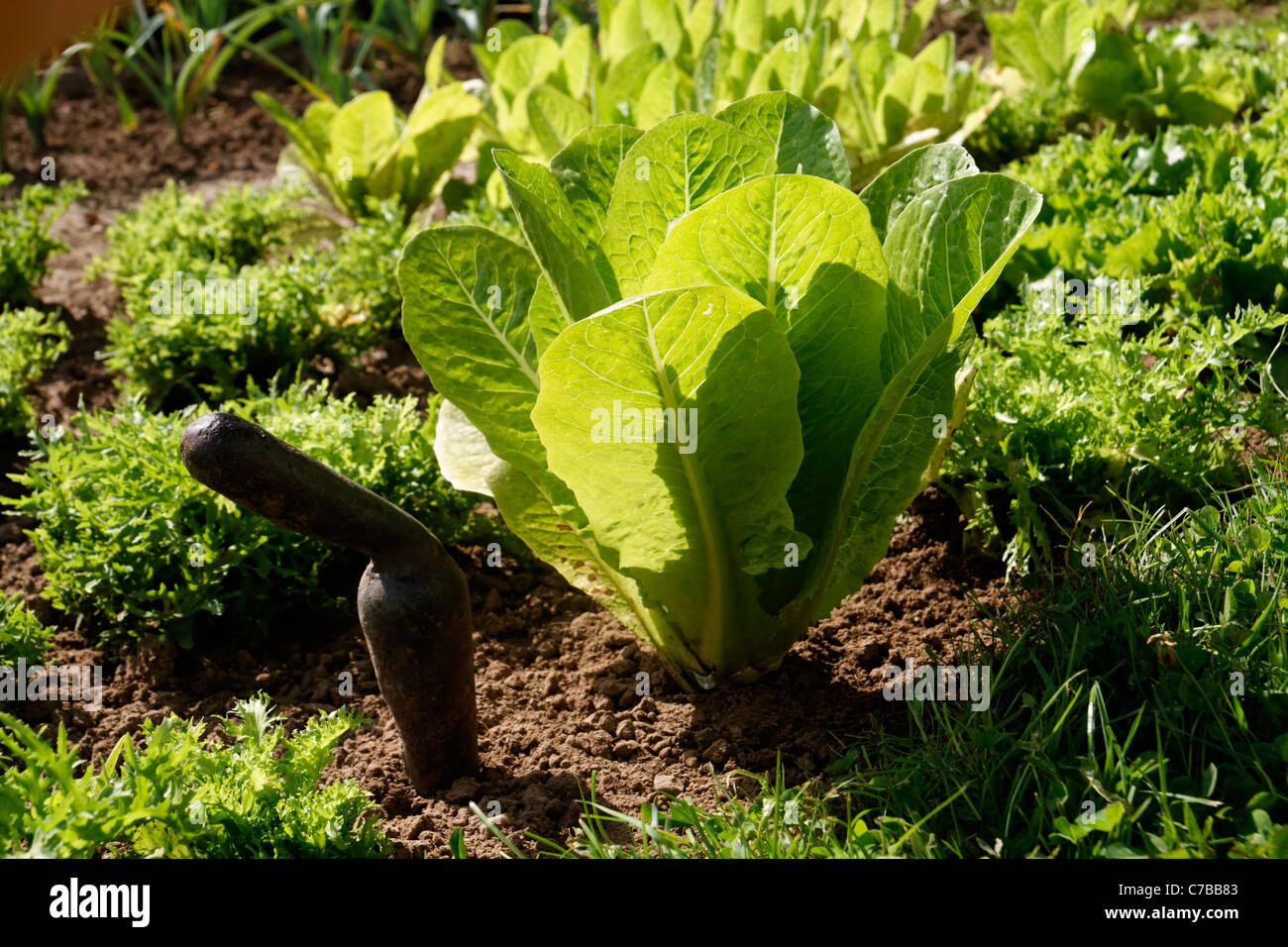 Romaine lettuce (Lactuca sativa longifolia) growing in a vegetable garden. Stock Photo